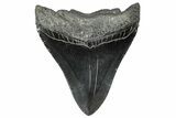 Serrated, Fossil Megalodon Tooth - South Carolina #300209-1